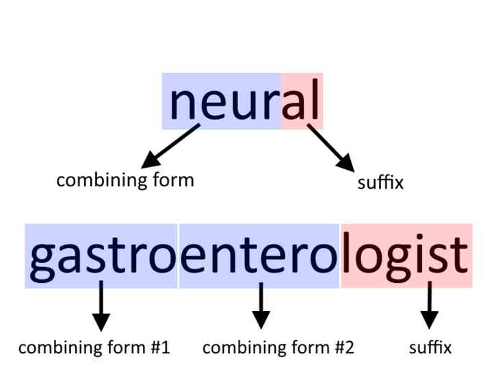 Image intitulée Understand_Medical_Terminolgy_Step_3.png